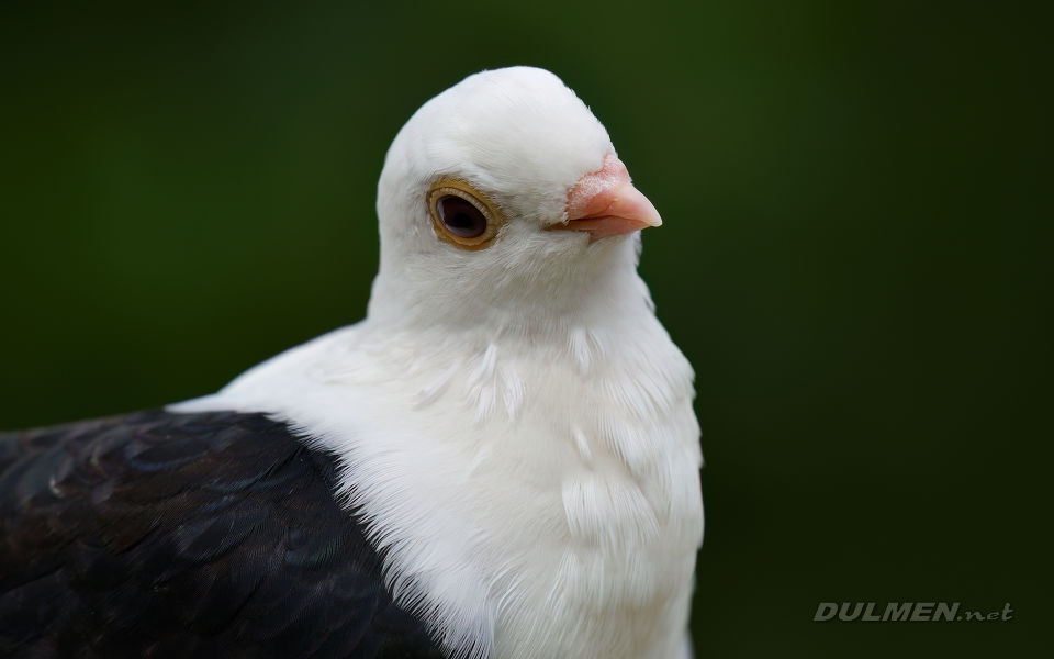 01 Luttich Owl Pigeon